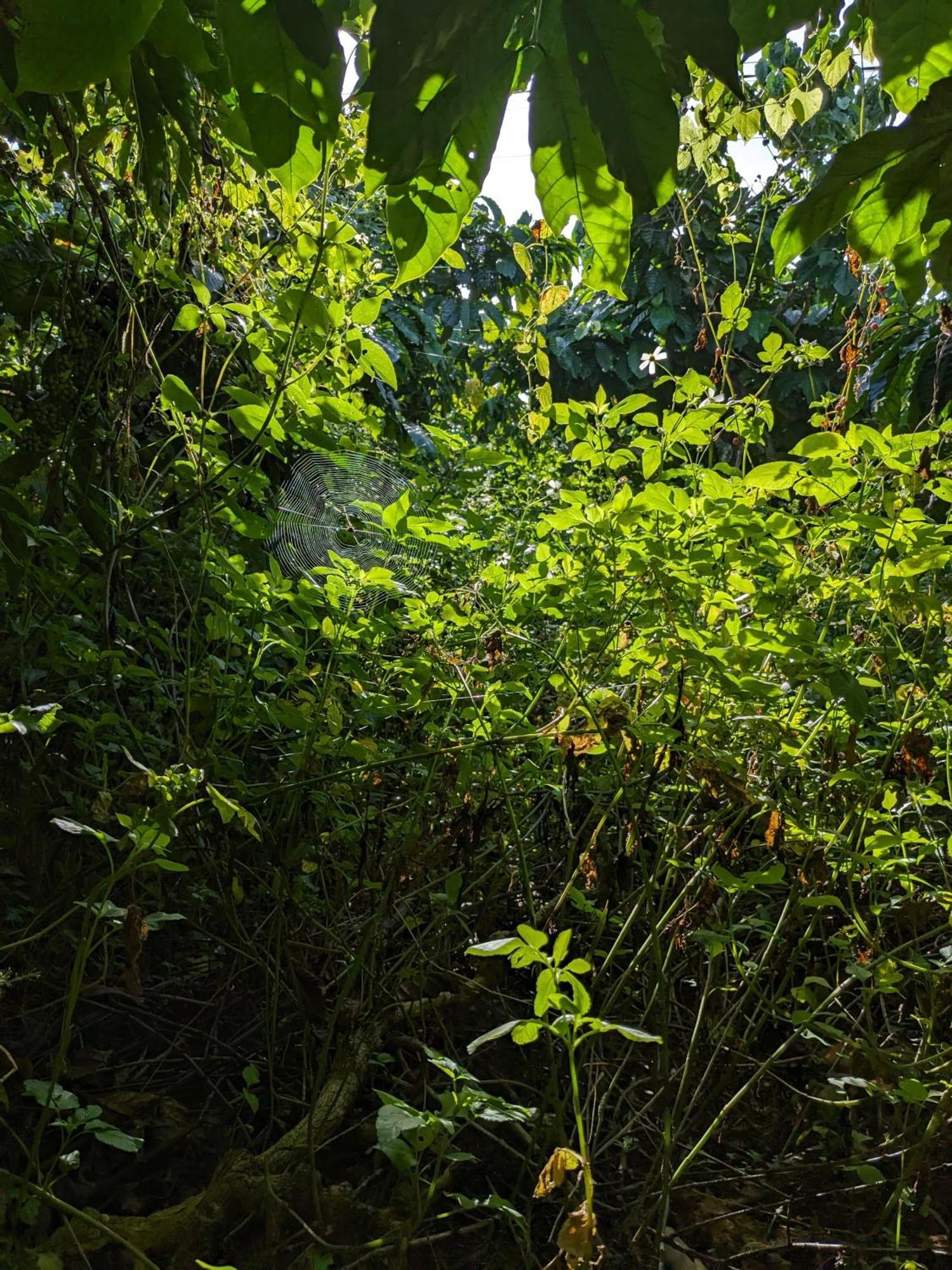 Ivy Coffee Farm - Garden House Apartment Duc Trong Exterior photo